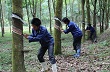 Ra quân thu hoạch mủ cao su năm 2013